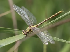 Phanogomphus militaris