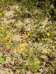 Oncosiphon pilulifer