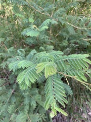 Albizia harveyi