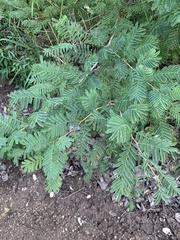 Albizia harveyi