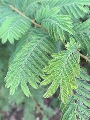 Albizia harveyi