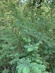 Albizia harveyi