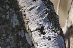 Biscogniauxia atropunctata