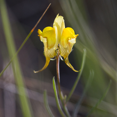 Linaria supina