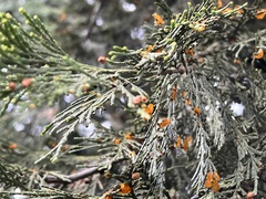 Dacrymyces