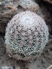 Echinocereus pectinatus rutowiorum