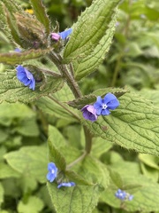 Pentaglottis sempervirens