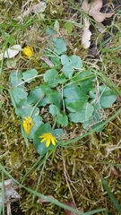 Ficaria verna