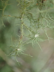 Usnea dasaea
