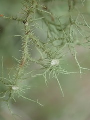 Usnea dasaea