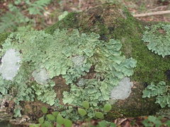 Parmotrema subtinctorium