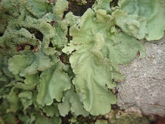 Parmotrema subtinctorium