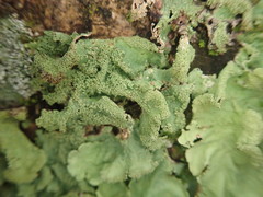 Parmotrema subtinctorium