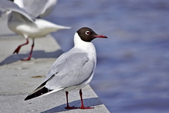 Chroicocephalus ridibundus