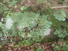Parmotrema subtinctorium
