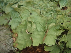 Parmotrema subtinctorium