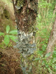 Pseudocyphellaria neglecta