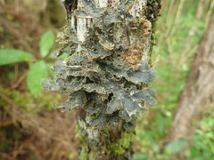 Pseudocyphellaria neglecta
