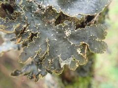 Pseudocyphellaria neglecta