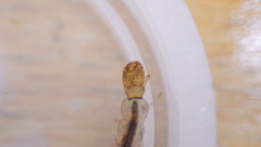 Polycentropus