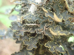 Pseudocyphellaria neglecta