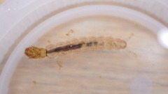 Polycentropus