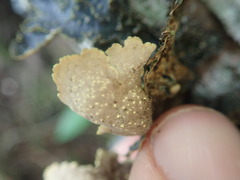Pseudocyphellaria neglecta