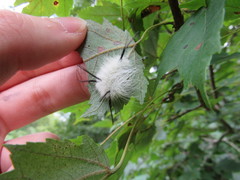 Acronicta americana