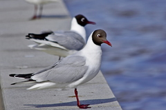 Chroicocephalus ridibundus