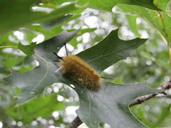 Halysidota tessellaris