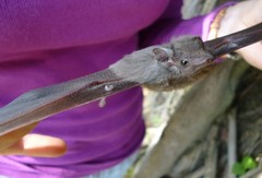 Balantiopteryx plicata