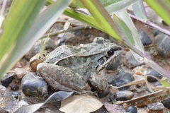 Lithobates palmipes