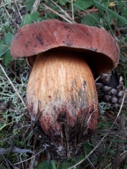 Suillellus comptus