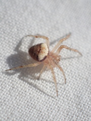 Araneus triguttatus