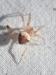 Araneus triguttatus