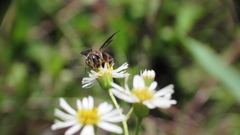 Dianthidium floridiense