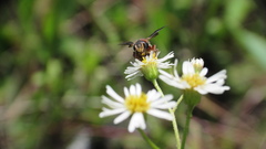 Dianthidium floridiense