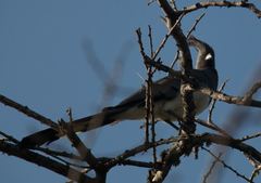 Corythaixoides leucogaster