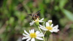Dianthidium floridiense