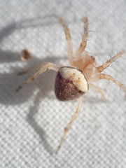 Araneus triguttatus