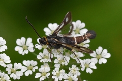 Chamaesphecia nigrifrons