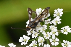 Chamaesphecia nigrifrons