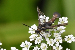 Chamaesphecia nigrifrons