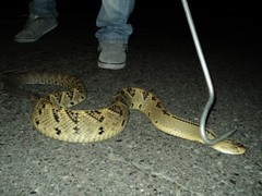 Crotalus culminatus