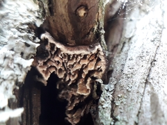 Lenzitopsis oxycedri