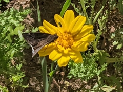 Papilionoidea
