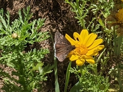 Papilionoidea