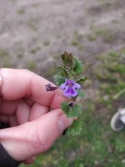 Glechoma hederacea