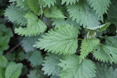 Urtica dioica