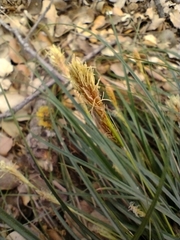 Carex halleriana